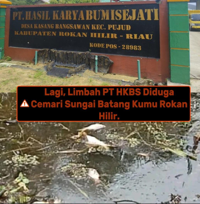SUNGAI BATANG KUMU TERACUN LIMBAH SAWIT: PT HKBS DIAMBANG PIDANA KORPORASI
